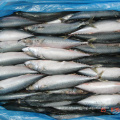 Chinese Frozen Pacific Mackerel Fish For Canned Food